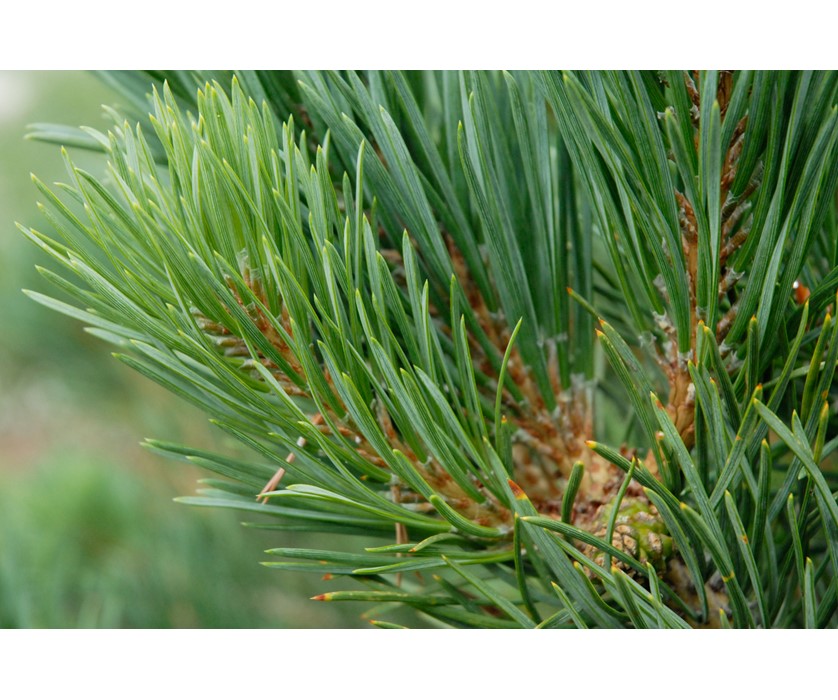 Albyn Prostrate Scotch Pine